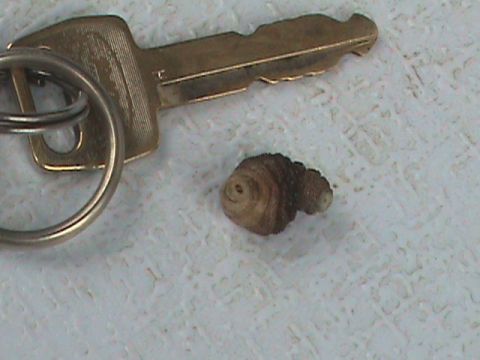 1987 Ford Bronco - A car key and a small insect larva are shown on a textured surface.