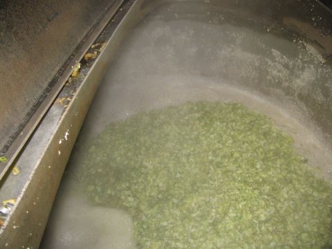 1985 Ford LTD Crown Victoria - Hops are added to a large vessel during the brewing process, creating a steamy, green mixture.