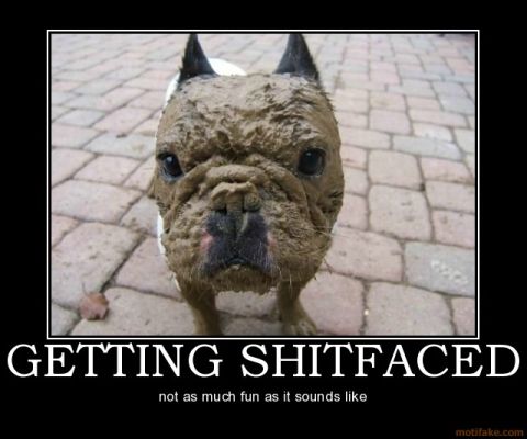 2001 Ford F-150 - A French Bulldog covered in mud looks directly at the camera.