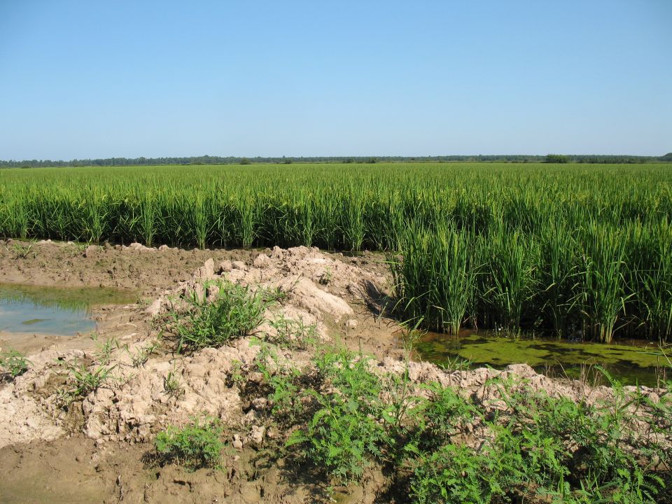 Green rice field stretching to the horizon under a clear blue sky