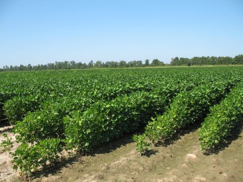 1993 Ford Bronco - soybeans set up for row water