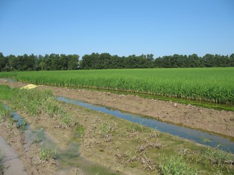 1993 Ford Bronco - block #2; this entire levee was under water on both sides a few days ago...we had some excessive rain fall
