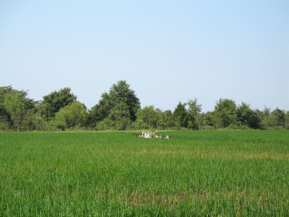 there are tons of these birds around; the crop duster hits one virtually every time it goes up