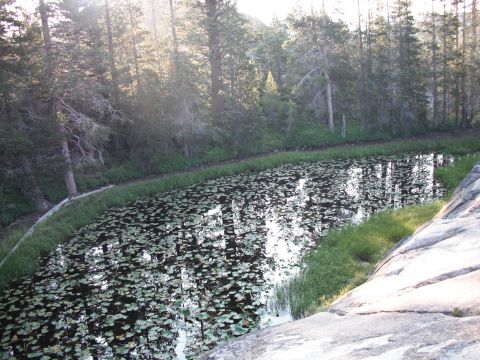 1991 Ford Bronco - A pond covered in lily pads, bordered by lush green grass and tall trees, with a large rock formation on the right.