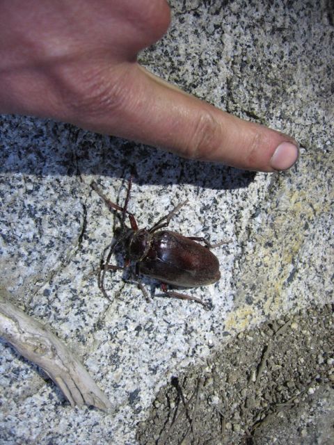1989 Ford Bronco - A large brown beetle is shown on a granite rock, with a human finger indicating its presence.