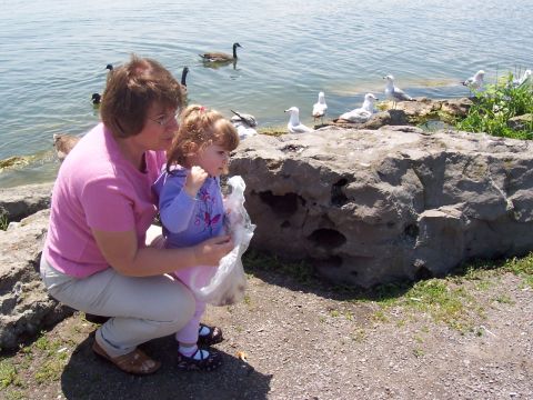 2000 Ford Crown Victoria - A woman and a child are by the water, feeding birds. Geese and seagulls are visible in and around the water.