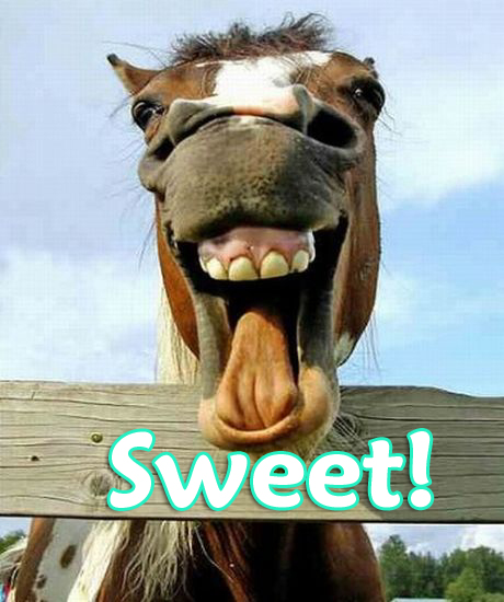 1995 Ford Bronco - A horse makes a funny face with its mouth open wide, behind a wooden fence.
