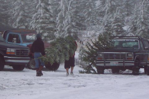 1989 Ford F-150 - Getting some more Christmas trees. If you look close you can see Kurt's chained up Bronco daily driver. His dedicated 4 wheeling Bronco wou…