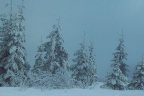 1989 Ford F-150 - One last picture of snow covered trees through the fog before we head down the mountain.