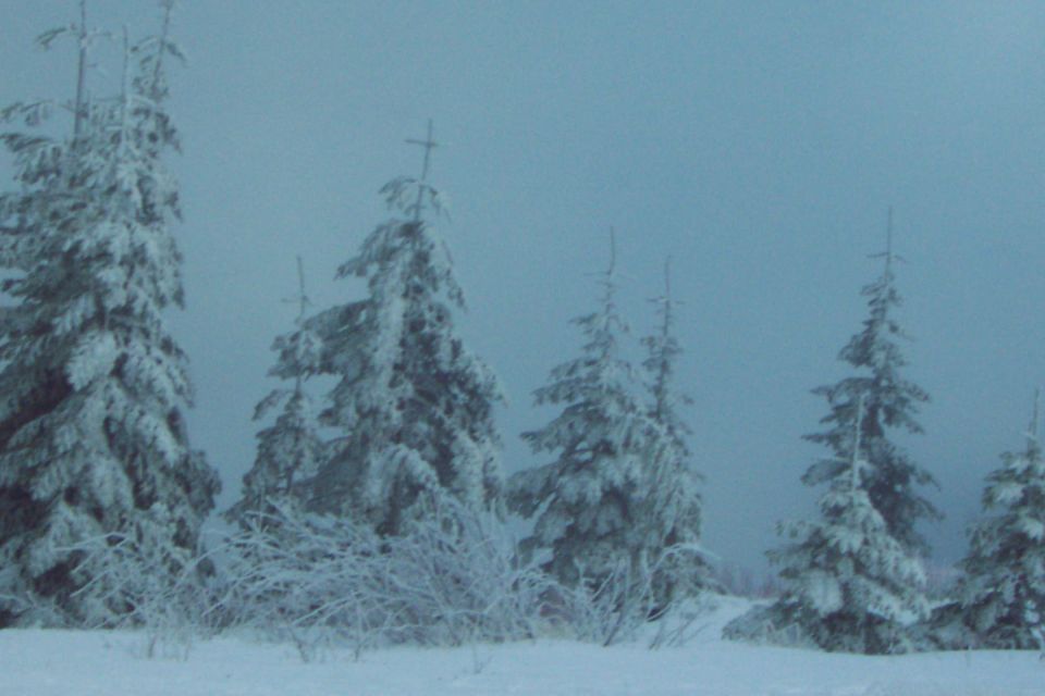 One last picture of snow covered trees through the fog before we head down the mountain.