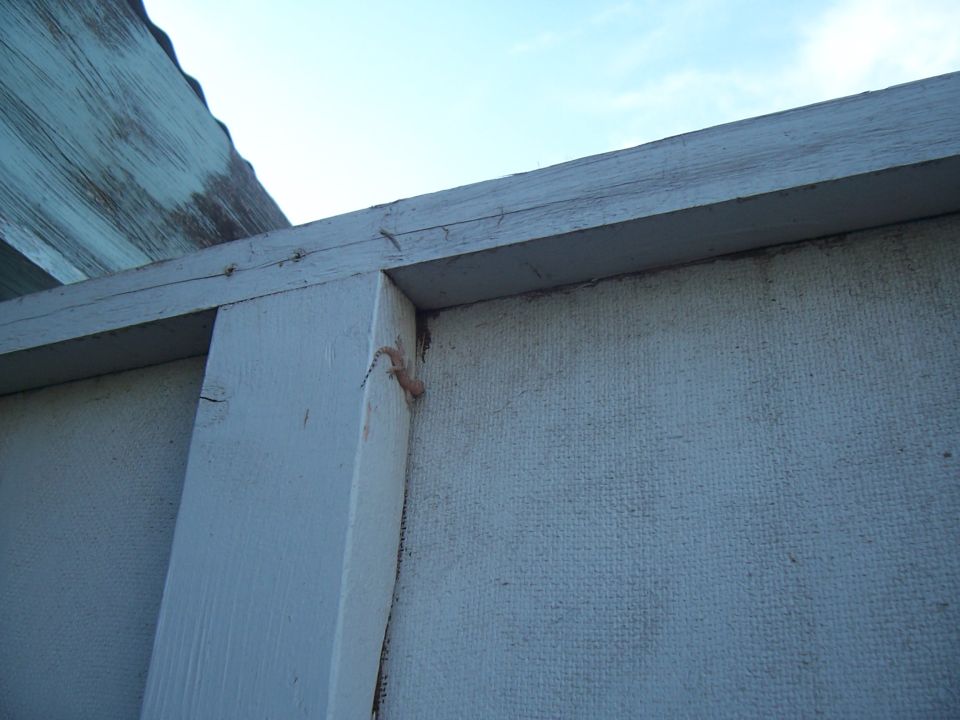 Gecko on a textured wall under a wooden overhang