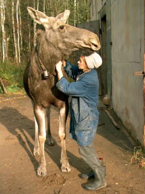 1974 Ford Ranchero - A woman is seen interacting with a large moose, possibly adjusting its collar, in an outdoor setting.