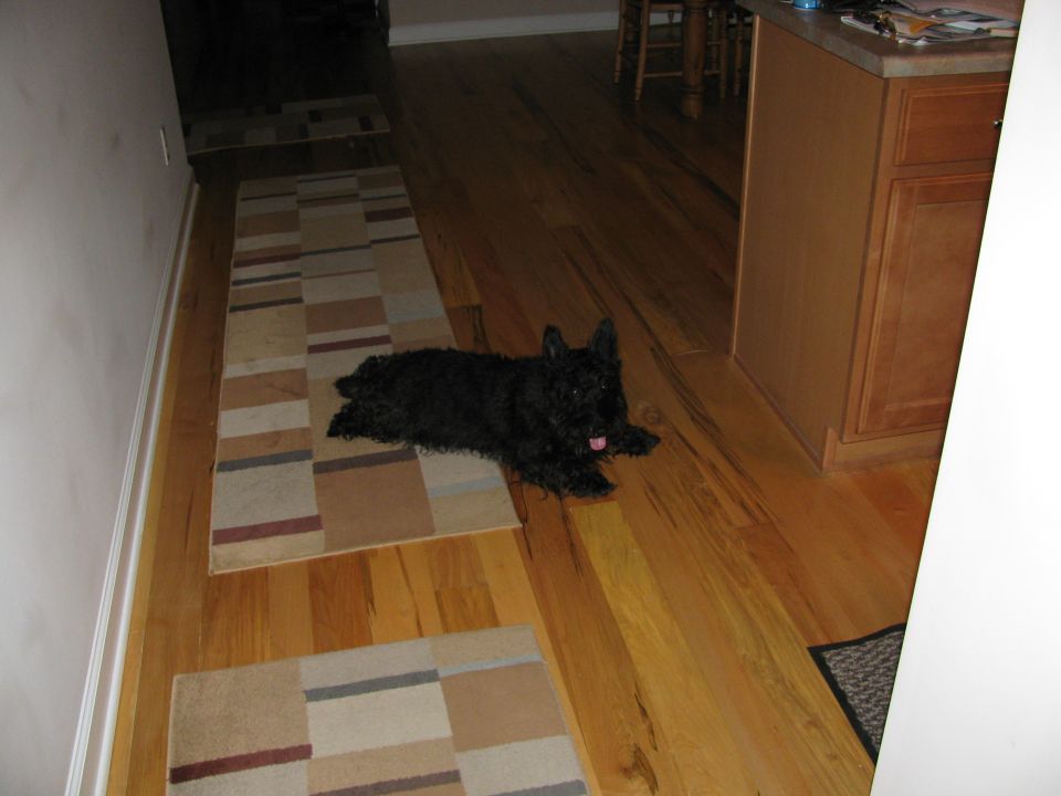 Black scottish terrier lying on a rug in a hallway next to a kitchen island