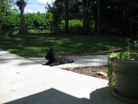 1985 Ford LTD Crown Victoria - A black Scottish terrier rests on a leash outdoors, with a grassy area and trees in the background.