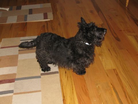 1985 Ford LTD Crown Victoria - A Scottish Terrier dog stands on a rug indoors.