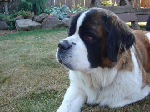 1988 Ford F-350 - A large Saint Bernard dog rests on a grassy lawn, looking to the side with a watchful expression.