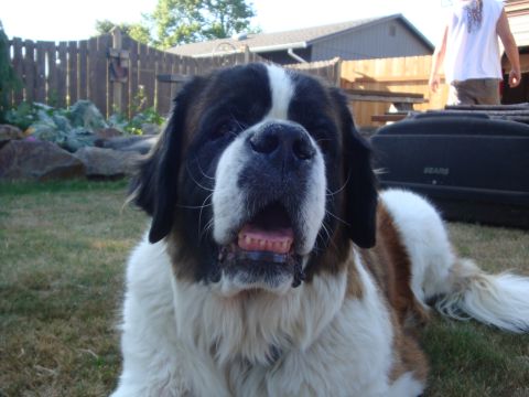 1988 Ford F-350 - A Saint Bernard dog with its mouth open rests in a backyard setting.
