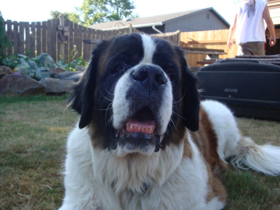 Saint Bernard dog in a grassy yard with a fence and house in the background