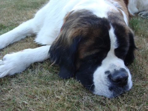 1988 Ford F-350 - A large Saint Bernard dog is lying down on the grass, appearing to be asleep.