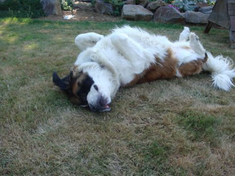 1988 Ford F-350 - A large St. Bernard dog rolls around on the grass on a sunny day.