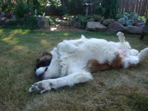 1988 Ford F-350 - A large St. Bernard dog is relaxing on its back in a grassy yard.