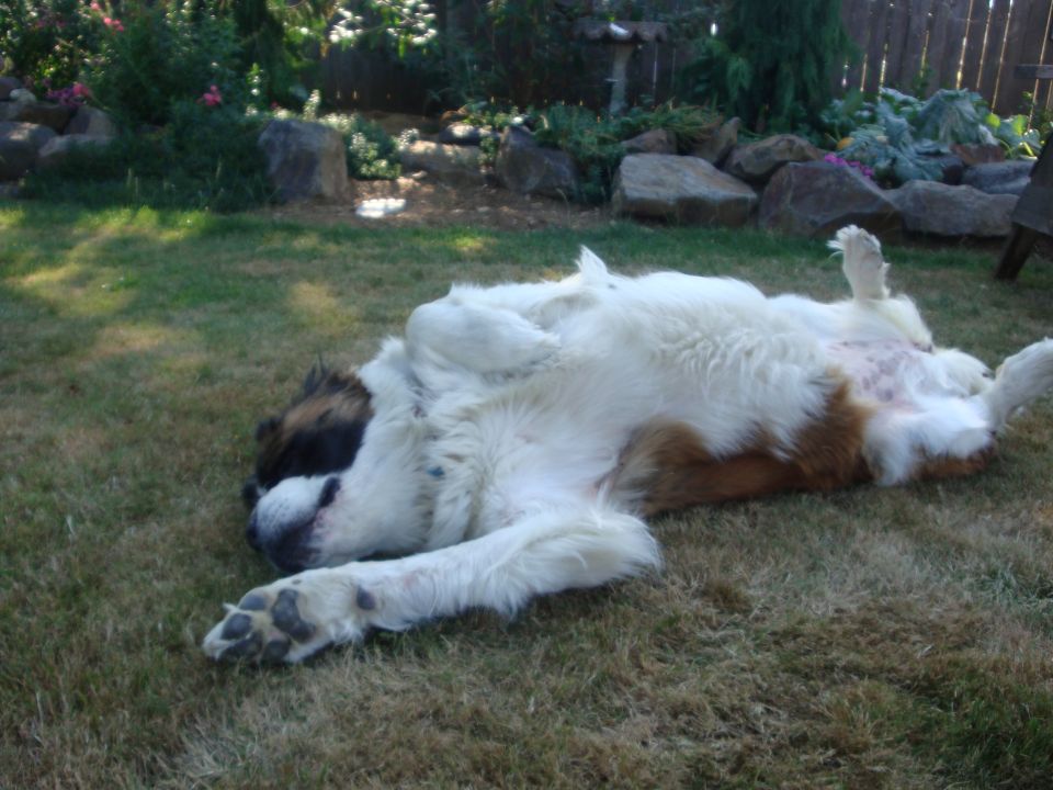 St. Bernard dog lying on its back in grass
