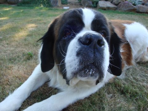 1988 Ford F-350 - A St. Bernard dog rests on a grassy lawn with rocks in the background.