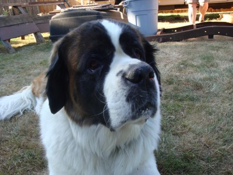 1988 Ford F-350 - A St. Bernard dog is pictured outdoors in a grassy area with a fence and trash can visible.