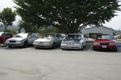 1990 Ford Taurus - Several Ford Taurus sedans are parked together in a lot, with a large tree overhead.