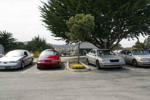 1990 Ford Taurus - Several Ford Tauruses are parked in a lot under a large tree.