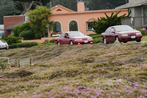 1990 Ford Taurus - Two red sedans are seen driving on a hill covered in purple flowers.