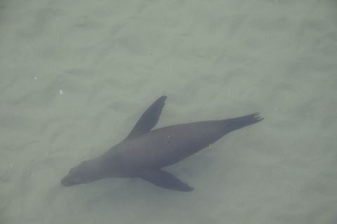 1990 Ford Taurus - A seal swims in shallow, murky water over a sandy seabed.