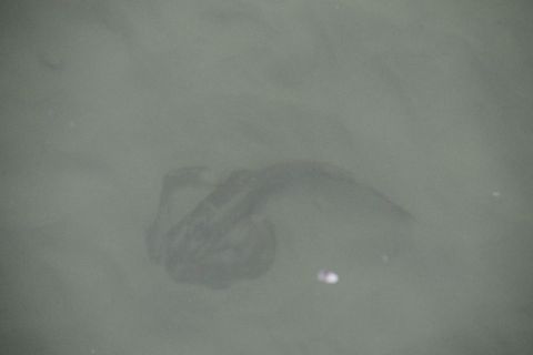 1990 Ford Taurus - A dark vehicle is partially submerged in murky water, with only a portion of its body visible above the surface.
