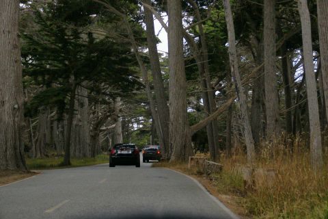 1990 Ford Taurus - Two cars travel down a tree-lined road, with tall cypress trees flanking the asphalt.