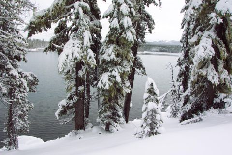 1989 Ford F-150 - Summit Lake through snow covered trees with Cow Horn Mountain in the distance. (day after Thanksgiving, 11/23/01)