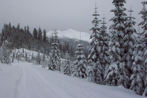 1989 Ford F-150 - Diamond Peak, nearly 9000 ft. View from Bear Mountain, 6100 ft, where the snow is 19 inches deep. Here again the 37x12.50 SuperSwamper SSR’…
