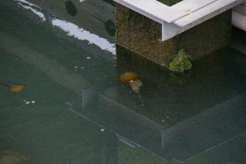 1990 Ford Taurus - Jellyfish drift in murky water beside a moss-covered concrete pier.