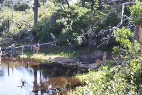 1979 Ford Bronco - Deer are seen near a stream in a wooded area with fallen trees and brush.