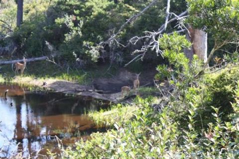 1979 Ford Bronco - Several deer are visible near a body of water surrounded by dense foliage and trees.