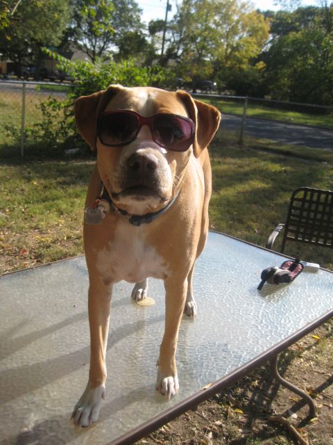 1986 Ford Bronco - A dog wearing sunglasses stands on a glass table in a backyard setting.