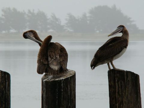 1989 Ford Bronco - Two brown pelicans rest on pilings against a misty backdrop of trees and water.