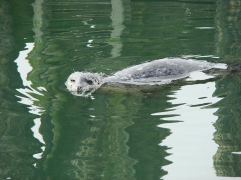 1989 Ford Bronco - A seal swims in the water near a dock.