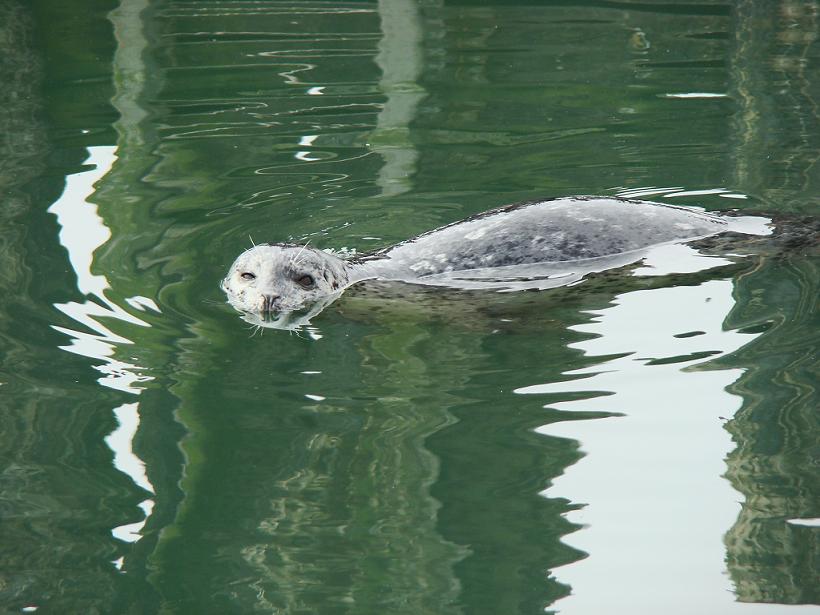 Seal swimming in green water with reflections