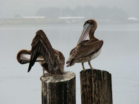 1989 Ford Bronco - Two pelicans stand on posts near the water on a foggy day.