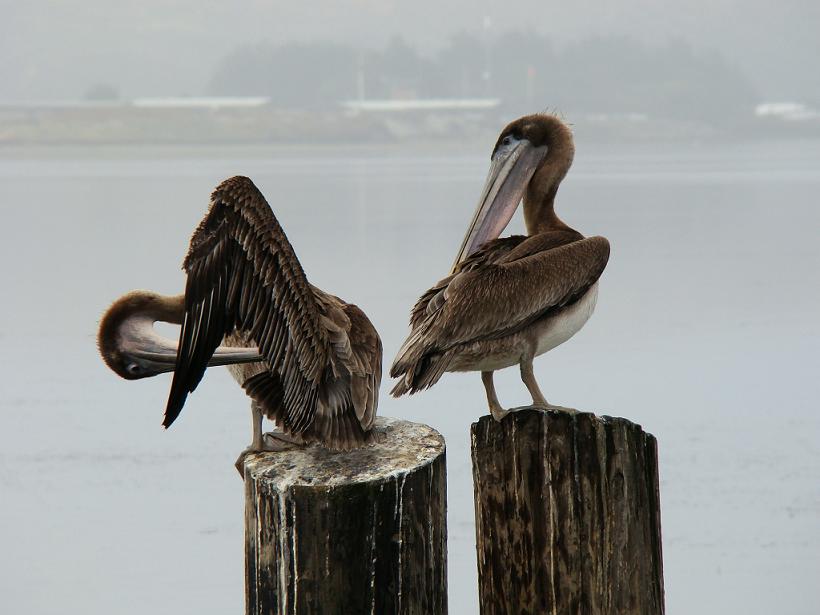 Two brown pelicans perched on wooden posts in the water