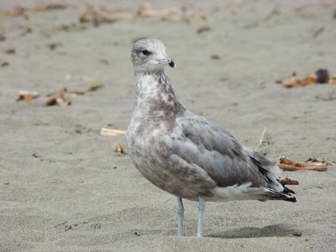 1989 Ford Bronco - A seagull stands on the sand near the water's edge.