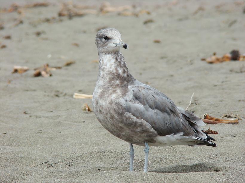 Seagull standing on a sandy beach with debris in the background