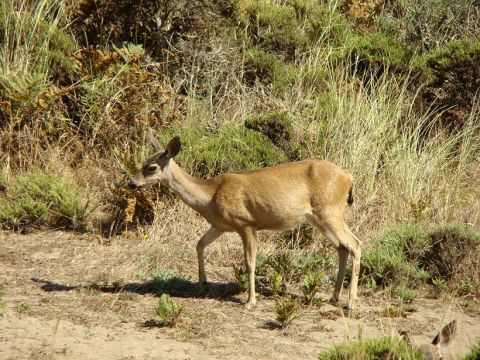 1989 Ford Bronco - A deer walks through dry grass and brush near Bodega Bay.