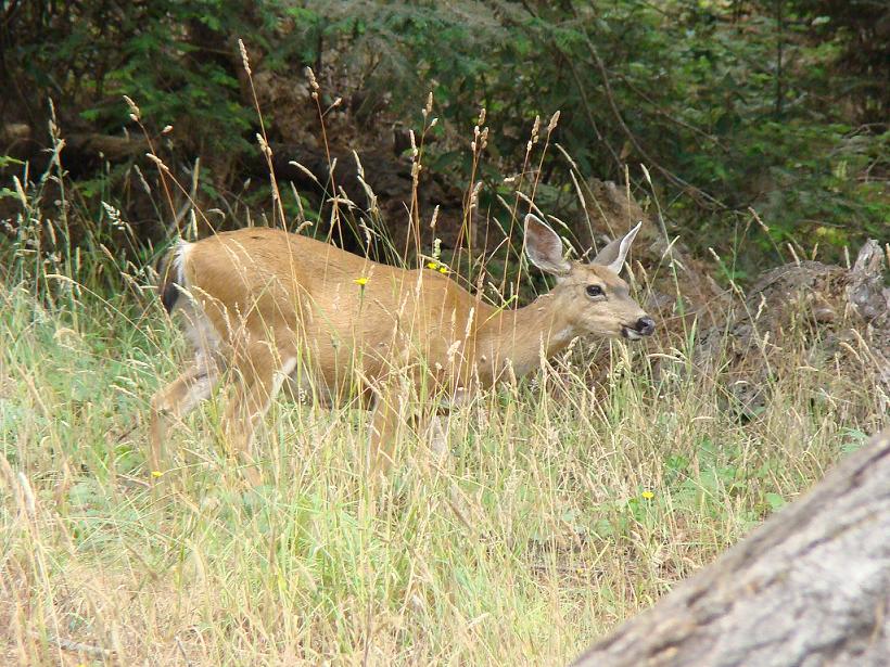 Deer in tall grass near trees