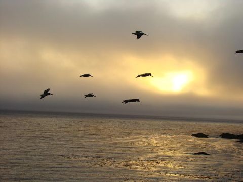 1989 Ford Bronco - A flock of pelicans soars over the ocean as the sun sets, casting a warm glow on the water and sky.